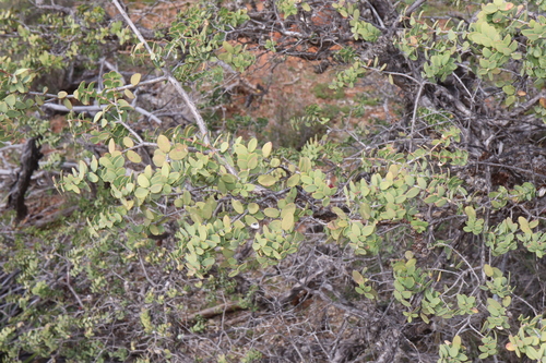 Image of Melaleuca elliptica by (c) Thomas Mesaglio, some rights reserved (CC BY)