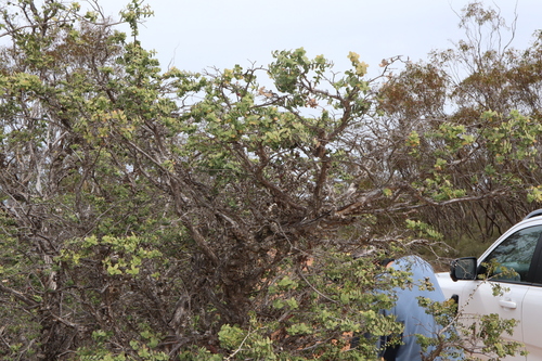 Image of Melaleuca elliptica by (c) Thomas Mesaglio, some rights reserved (CC BY)