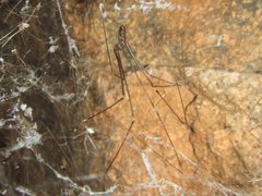 Smeringopus pallidus