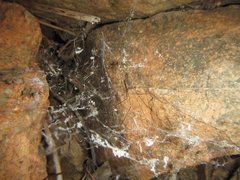 Smeringopus pallidus