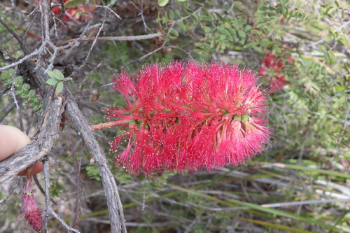 Image of Melaleuca elliptica by (c) Thomas Mesaglio, some rights reserved (CC BY)