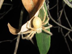 Neosparassus salacius