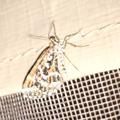iNaturalist observation photo of Stamnodes marmorata