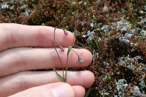Arthropodium curvipes (Arthropodium curvipes)