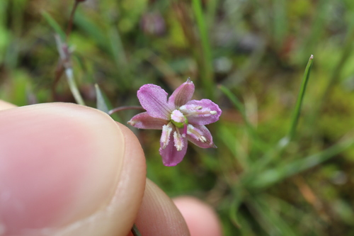 Arthropodium curvipes (Arthropodium curvipes)