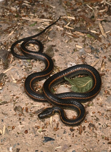 Hebius youjiangensis