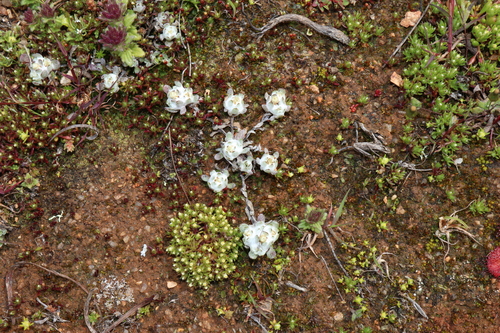 Image of Flannel Cudweed (Actinobole uliginosum) by (c) Thomas Mesaglio, some rights reserved (CC BY)