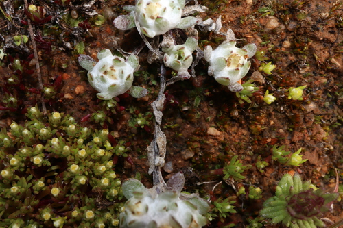 Image of Flannel Cudweed (Actinobole uliginosum) by (c) Thomas Mesaglio, some rights reserved (CC BY)
