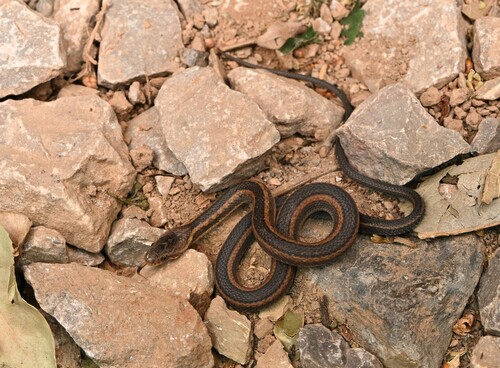 Hebius youjiangensis