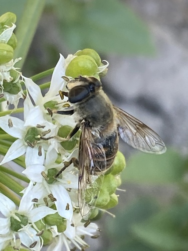 Common Drone Fly