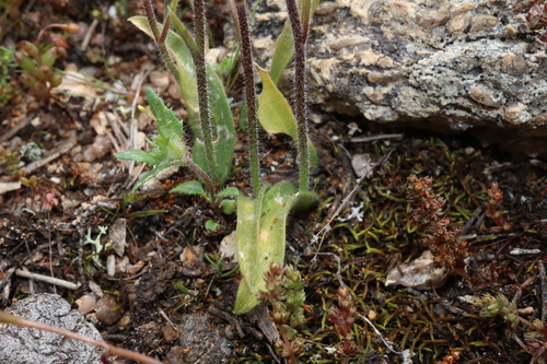 Image of Caladenia hirta by (c) Thomas Mesaglio, some rights reserved (CC BY)