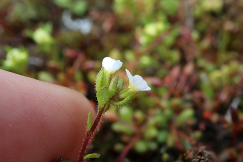 Image of Levenhookia dubia by (c) Thomas Mesaglio, some rights reserved (CC BY)