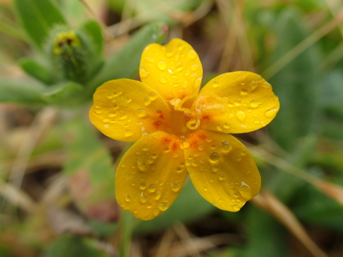Image of Coast Yellow Leptosiphon (Leptosiphon croceus) by no rights reserved