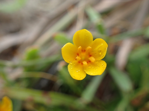 Image of Coast Yellow Leptosiphon (Leptosiphon croceus) by no rights reserved