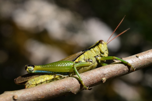 Longgenacris