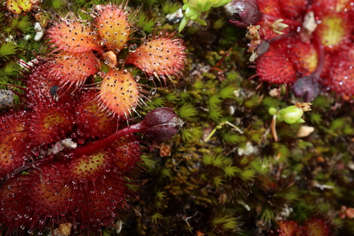 Drosera lowriei