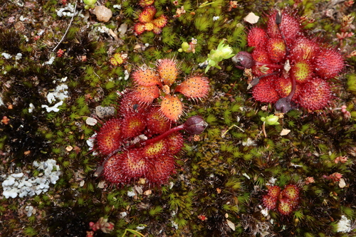 Drosera lowriei