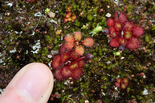 Drosera lowriei