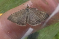 Anania fuscalis