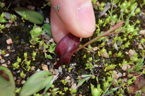Image of Spiculaea ciliata by (c) Thomas Mesaglio, some rights reserved (CC BY)