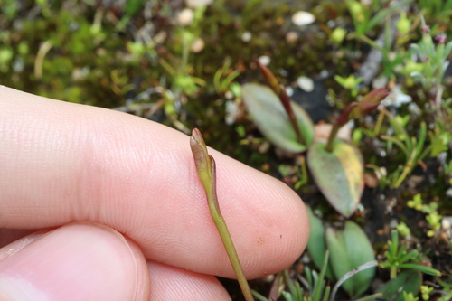 Image of Spiculaea ciliata by (c) Thomas Mesaglio, some rights reserved (CC BY)