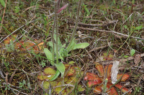 Image of Caladenia hirta by (c) Thomas Mesaglio, some rights reserved (CC BY)