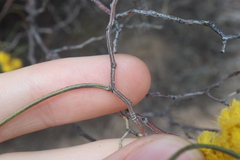 Acacia merinthophora, photograph Thomas Mesaglio, CC BY, iNaturalist via GBIF