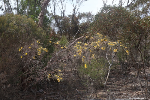 Acacia merinthophora, photograph 4