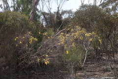 Acacia merinthophora, photograph Thomas Mesaglio, CC BY, iNaturalist via GBIF