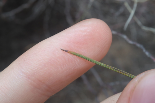 Acacia merinthophora, photograph 6