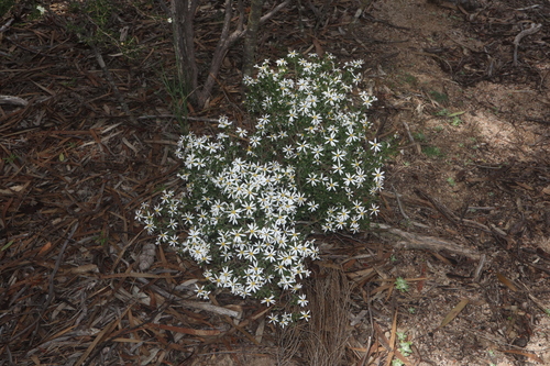 Image of Olearia muelleri by (c) Thomas Mesaglio, some rights reserved (CC BY)