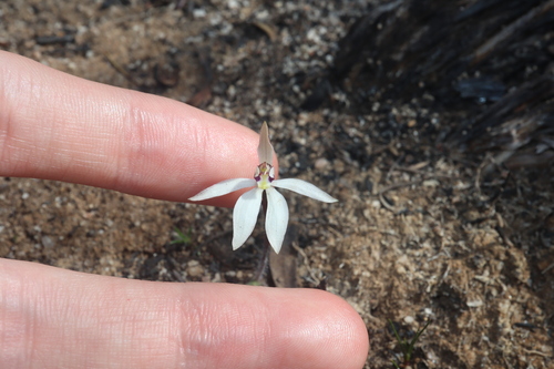 Image of Caladenia saccharata by (c) Thomas Mesaglio, some rights reserved (CC BY)