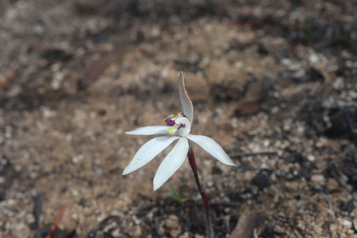 Image of Caladenia saccharata by (c) Thomas Mesaglio, some rights reserved (CC BY)