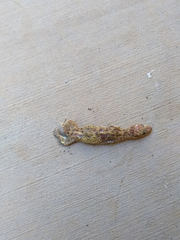 Hemidactylus turcicus