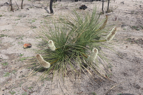 Image of Xanthorrhoea nana by (c) Thomas Mesaglio, some rights reserved (CC BY)