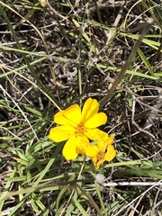 Thelesperma simplicifolium