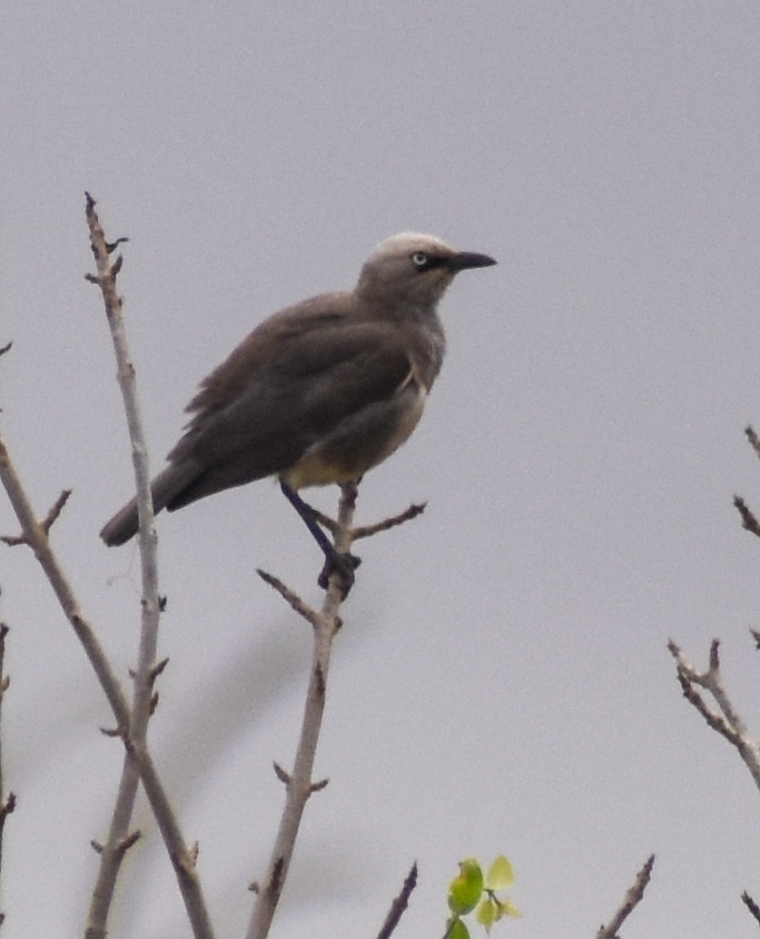 Fischer's Starling (Lamprotornis fischeri), photo 8