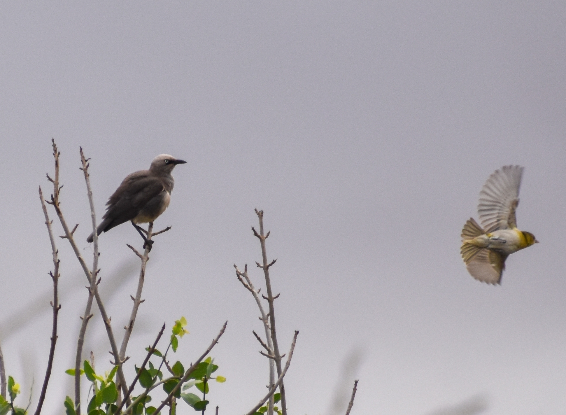Fischer's Starling (Lamprotornis fischeri), photo 9