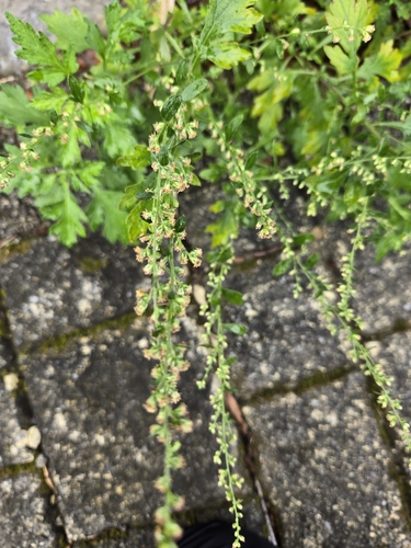 Image of Artemisia indica by (c) 賴碧珠, some rights reserved (CC BY)