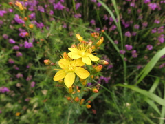 Hypericum pulchrum