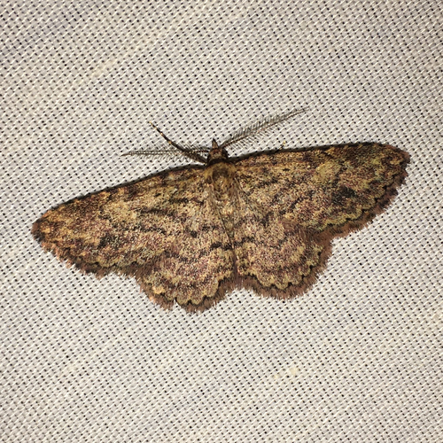 iNaturalist observation photo of Geometer Moths