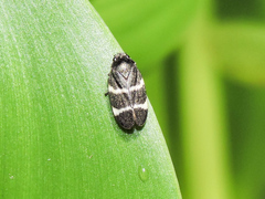 Aeneolamia albofasciata