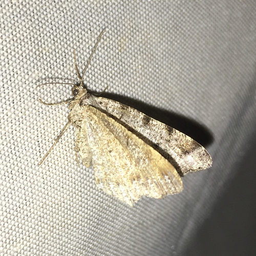 iNaturalist observation photo of Geometer Moths