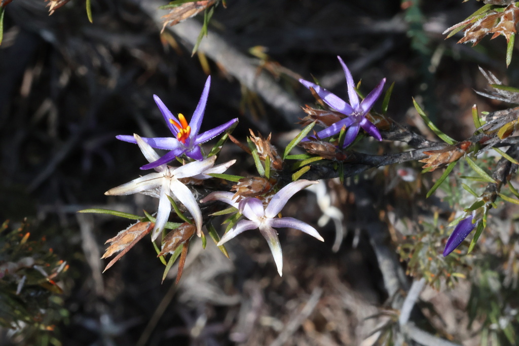 Calectasia pignattiana