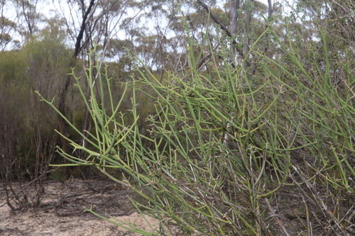 Image of Daviesia aphylla by (c) Thomas Mesaglio, some rights reserved (CC BY)