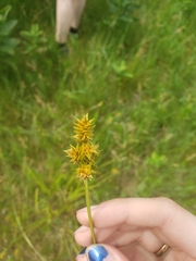 Carex muehlenbergii