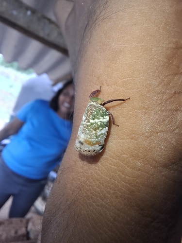 Eurybrachys tomentosus