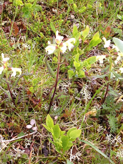 Pedicularis lapponica