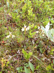 Pedicularis lapponica