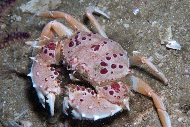 masked crab